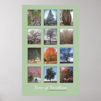 Árvores de Needham Poster de 20"x32"