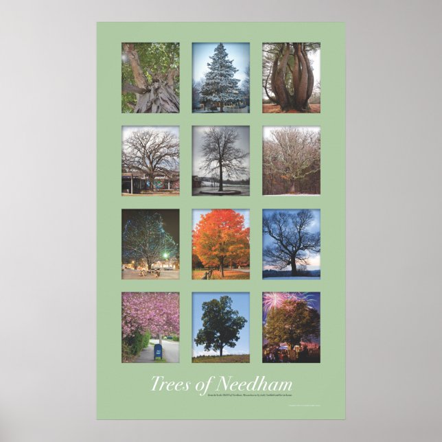Árvores de Needham Poster de 20"x32" (Frente)