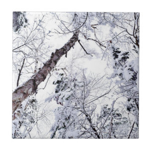 Árvores de Neve de Inverno Floresta 1