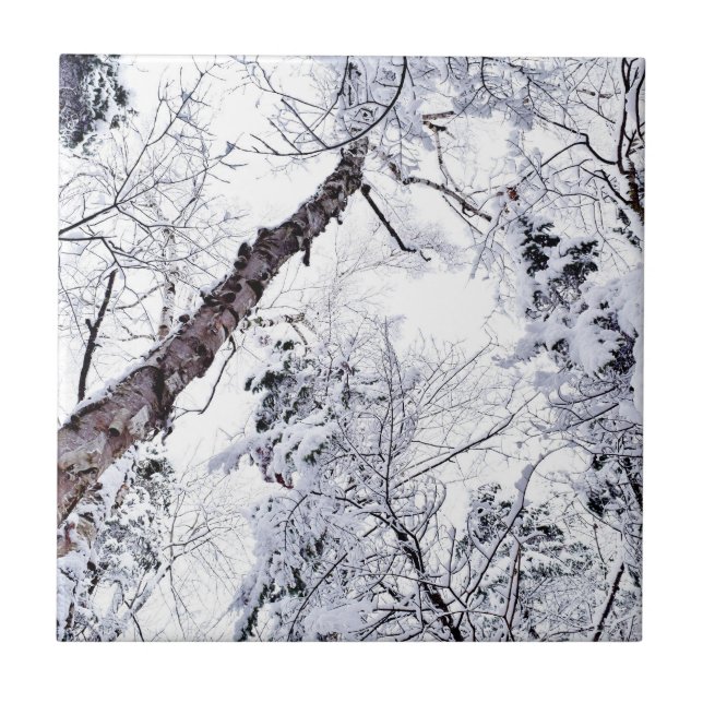 Árvores de Neve de Inverno Floresta 1 (Frente)