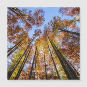 Árvores de outono encharcadas pelo Sol