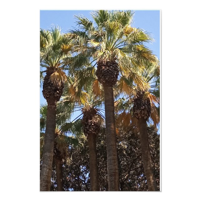 Árvores de Palmas de Ampliação de Foto (Frente)