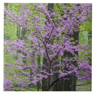 Árvores de rebentos no primavera de cheio perto d