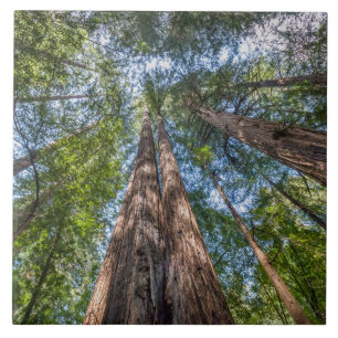 Árvores de Sequoia Condado de Marin, Califórnia