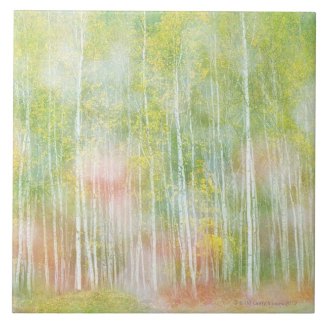 Árvores de vidoeiro de prata (Frente)