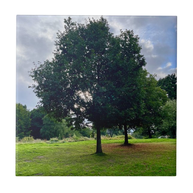 Árvores do outono (Frente)