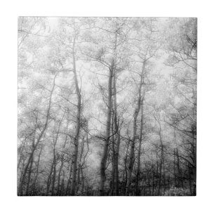 Árvores em Aspen - Preto e Branco