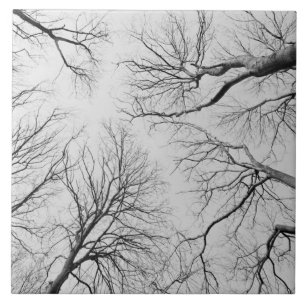 Árvores Leafless na madeira de Thiepval