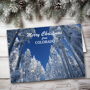 Árvores nevado do cartão de Natal de Colorado