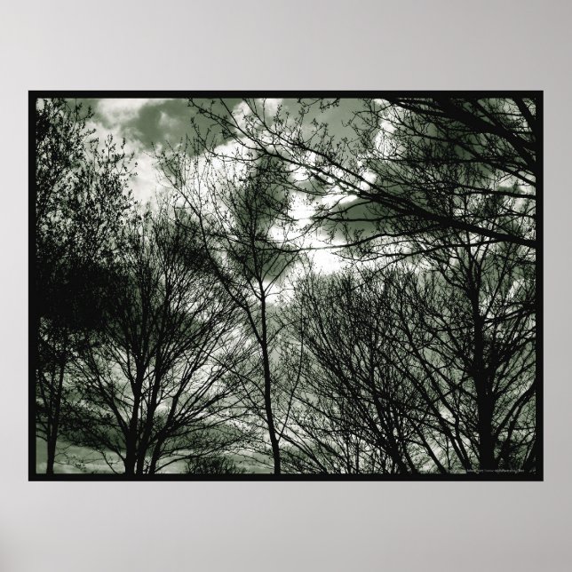 Árvores | POSTER (Frente)