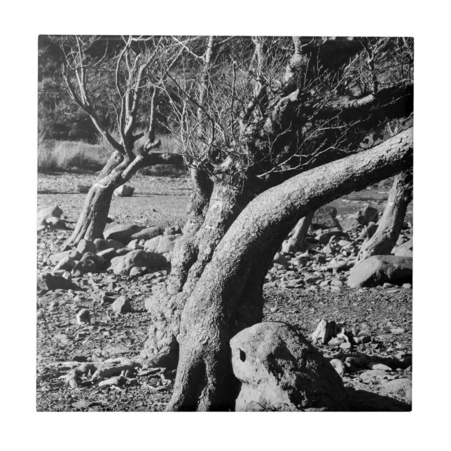 ÁRVORES PRETAS E BRANCAS (Frente)