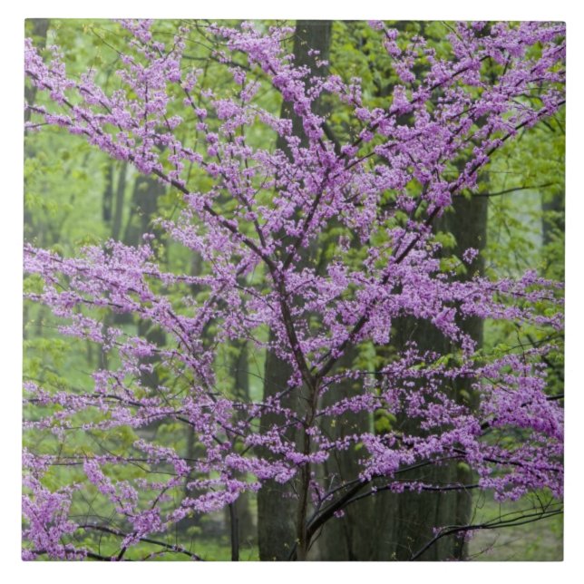 Árvores Redbud em plena floração de primavera pert (Frente)