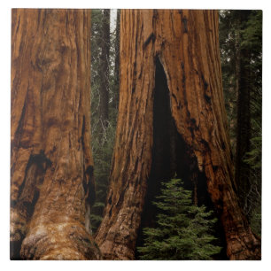 Árvores Redwood, Parque Nacional Sequoia.