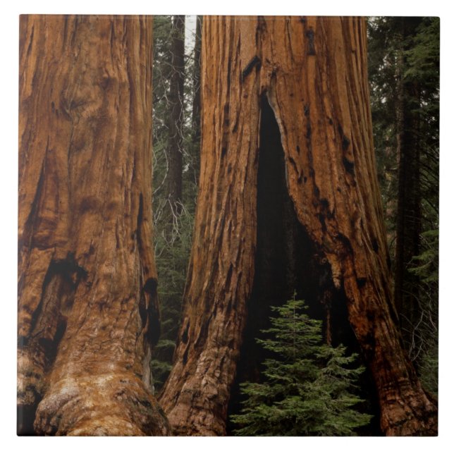 Árvores Redwood, Parque Nacional Sequoia. (Frente)