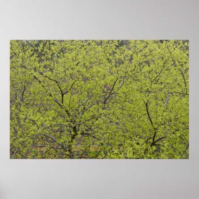 Árvores - Uma Parede de Poster Primavera Verde (Frente)