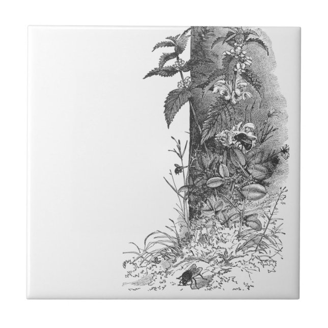 As abelhas freqüentam a hortelã de florescência (Frente)