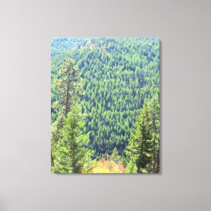 As canvas da floresta