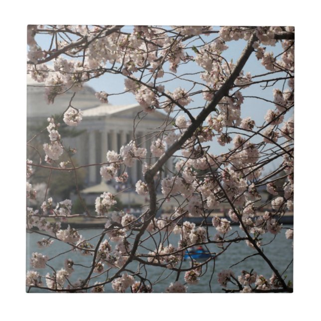 As Cerejeiras em Flor em Washington DC (Frente)