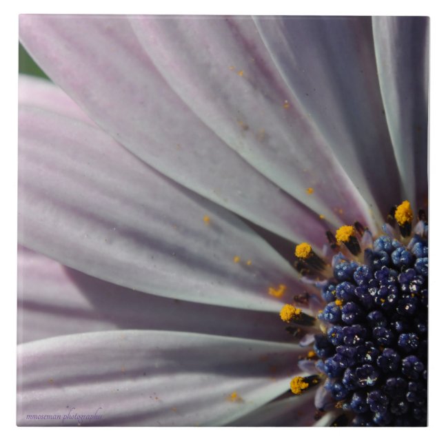 As Flores Dentro (Frente)