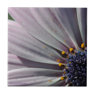 As Flores Dentro