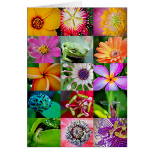As flores e as criaturas anulam os cartões 5x7