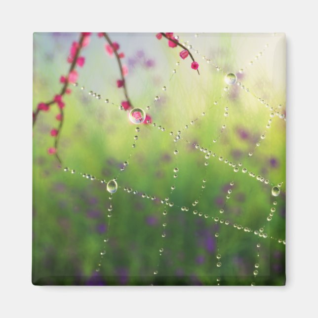 As joias de um imã da manhã de Primavera (Frente)