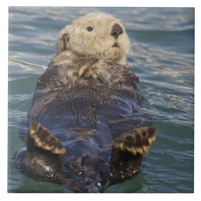 As lontras do mar tocam icebergs na Surprise Inlet (Frente)