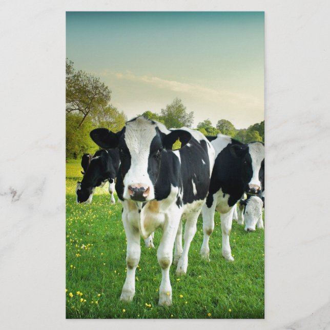 As vacas adoram encarar (Frente)