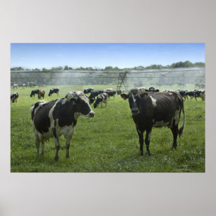 As vacas obtêm um impressão do chá