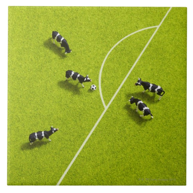 As vacas que jogam o futebol (Frente)