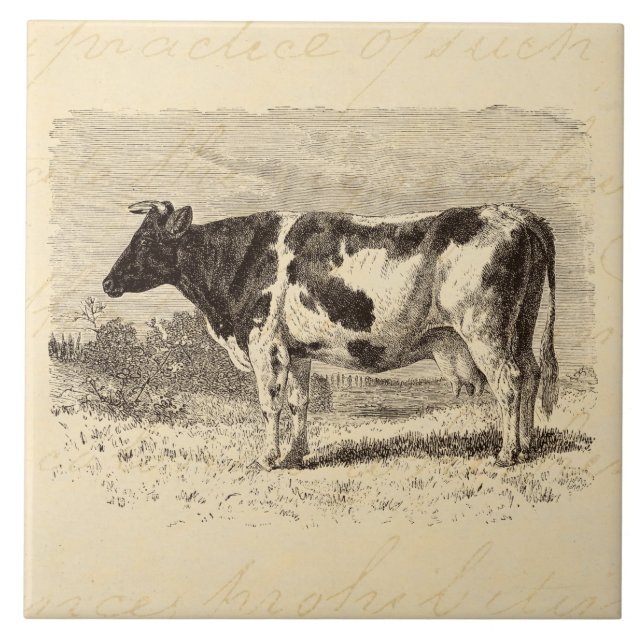 As vacas retros da grande vaca holandesa dos 1800s (Frente)