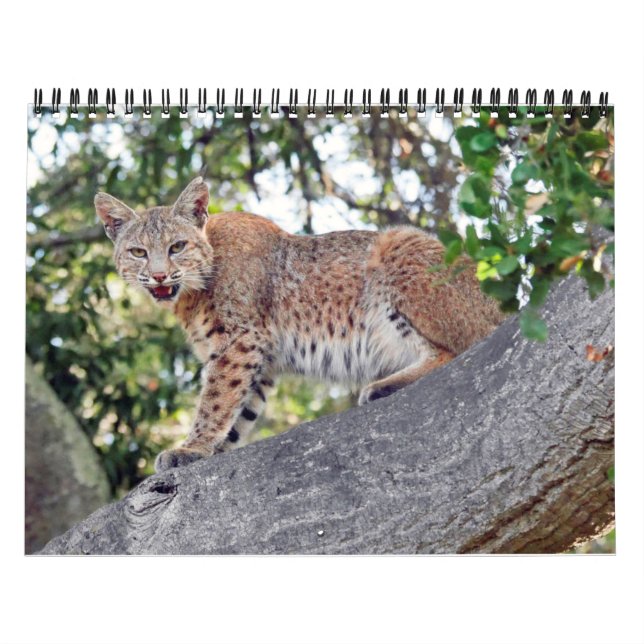 As vilas pássaro e calendário dos animais (Capa)