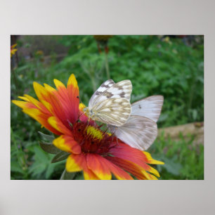 Asas do poster da benevolência (4)