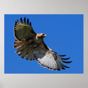 Asas majestosas impressão quadro