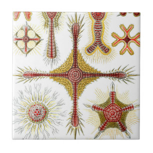 Ascidiae por Ernst Haeckel, Animais Marinhos Antig