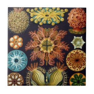 Ascidiae por Ernst Haeckel, Animais Marinhos Vinta