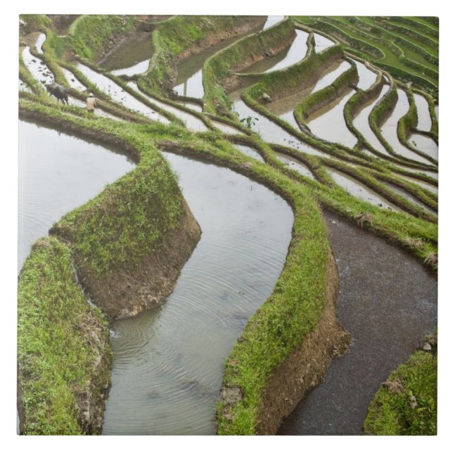 Ásia, China, Yunnan, Yuanyang. Arroz inundado (Frente)