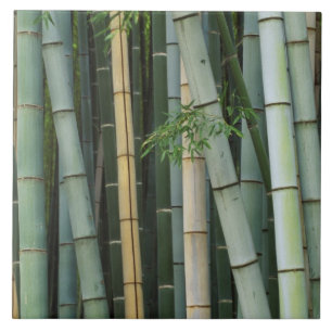 Ásia, Japão, Quioto, Arashiyama, Sagano, Bambu