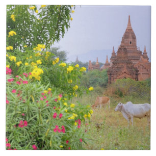 Ásia, Mianmar (Birmânia), Bagan (Pagan). Vacas
