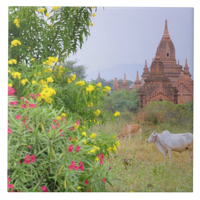 Ásia, Mianmar (Birmânia), Bagan (Pagan). Vacas (Frente)
