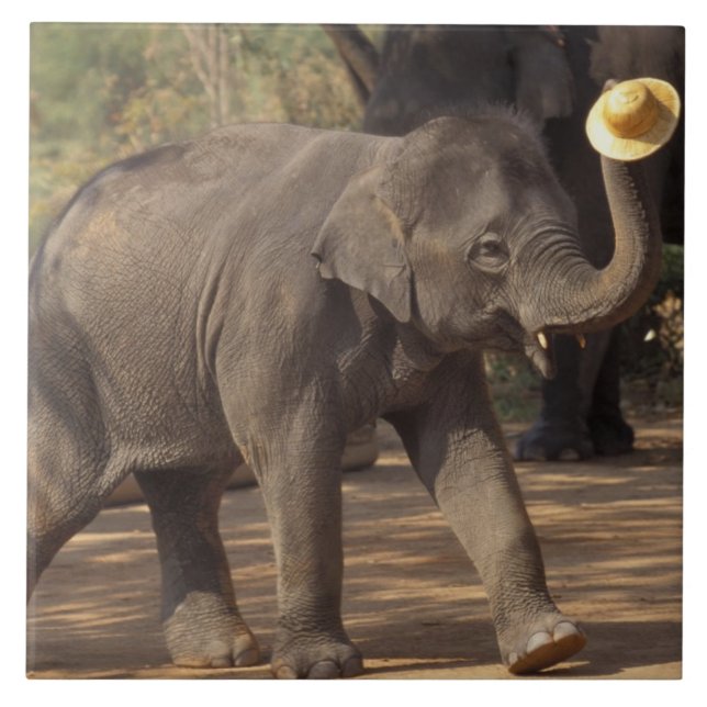 Ásia, Tailândia, Lampang Bears com chapéu - Tailan (Frente)