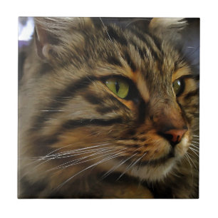 Aslan, O Gato Do Tabby De Cabelo Longo