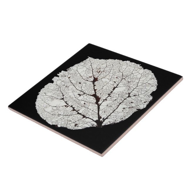 Aspen Esqueleto 1 (Lateral)