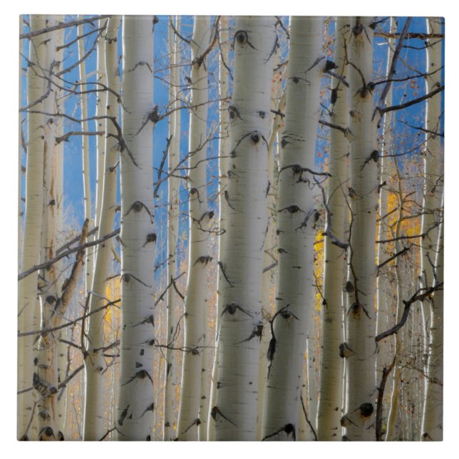 Aspen Groves | Montanhas Colorado Rocky (Frente)