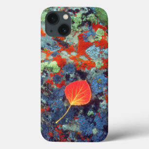 Aspen leaf on a lichen covered rock