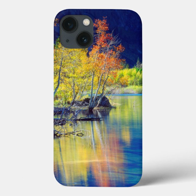 Aspen tree in autumn reflecting in Grant Lake (Verso)
