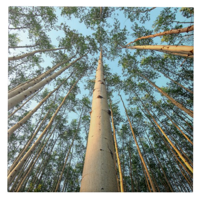 Aspen Trunfos E Folhas, Yukon (Frente)