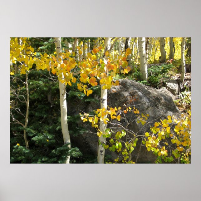 Aspende Poster (Frente)