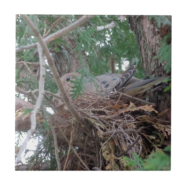 Assentamento da pomba da manhã (Frente)
