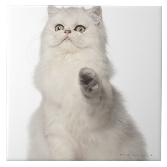 Assento do gato persa (Frente)